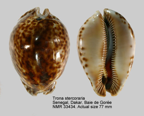 Trona stercoraria (8).jpg - Trona stercoraria (Linnaeus,1758) 